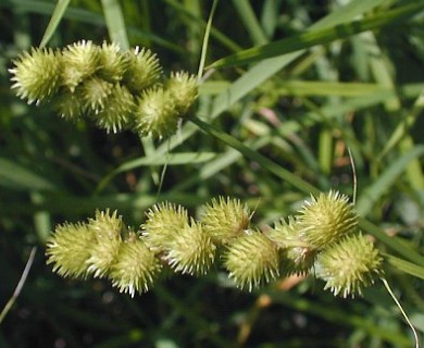 Carex cristatella