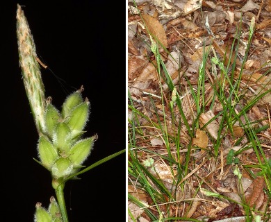 Carex dasycarpa