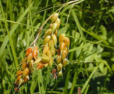 Carex davisii