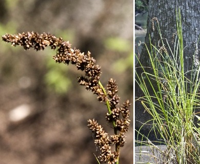 Carex decomposita