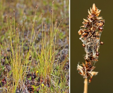 Carex diandra