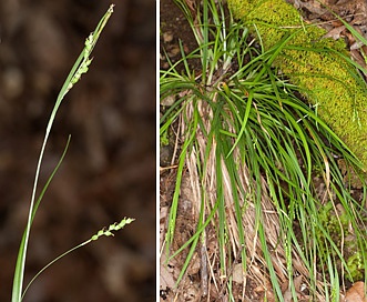 Carex digitalis