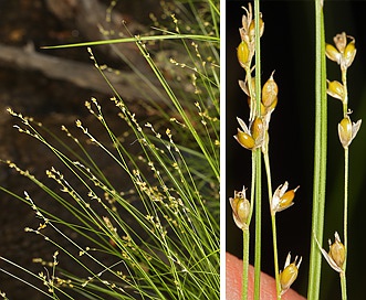 Carex disperma