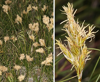 Carex douglasii