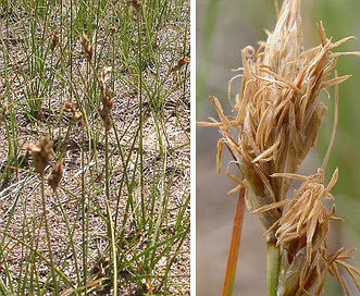 Carex duriuscula