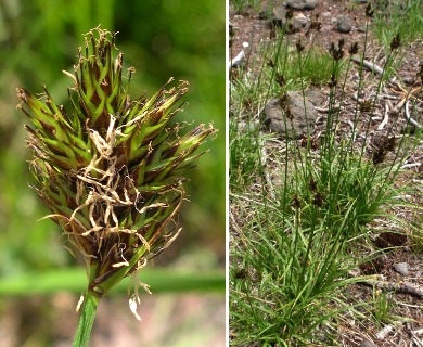 Carex ebenea