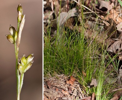 Carex eburnea