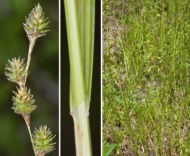 Carex festucacea