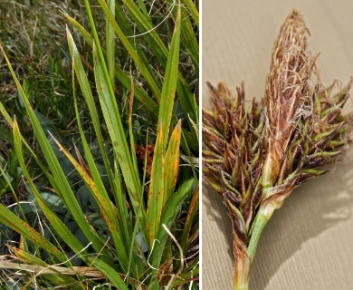 Carex fissuricola