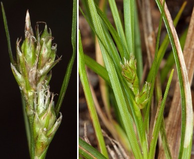 Carex floridana