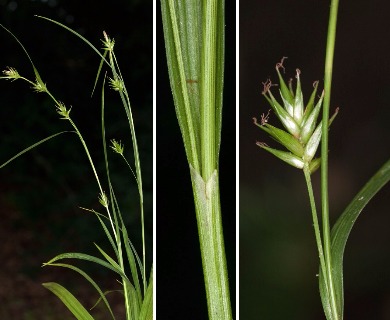 Carex folliculata