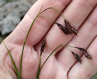 Carex fuliginosa