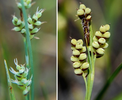 Carex garberi