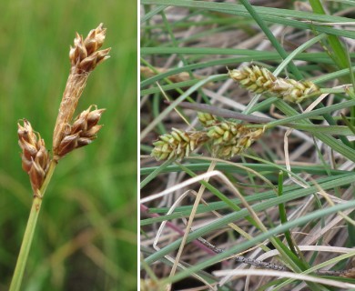 Carex glareosa