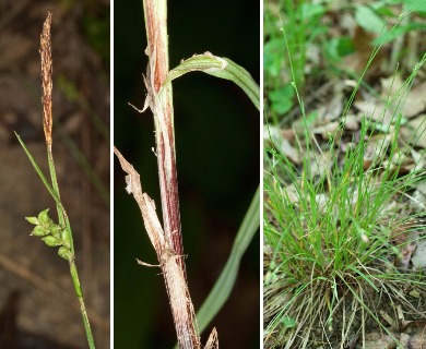 Carex gracilescens