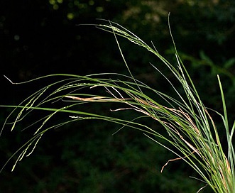 Carex gracillima