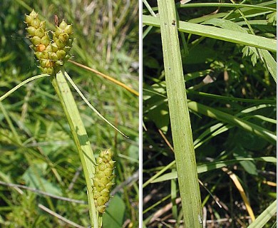 Carex granularis