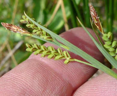 Carex hassei