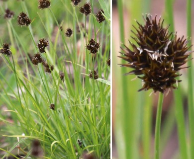 Carex haydeniana