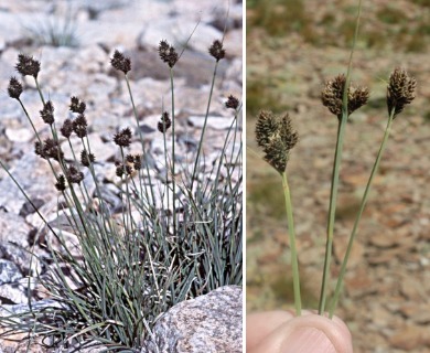 Carex helleri