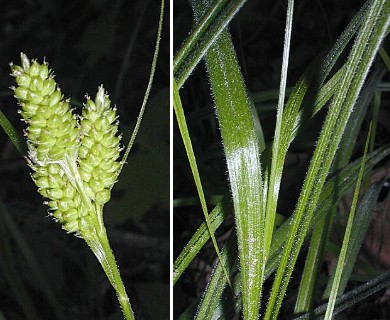 Carex hirsutella