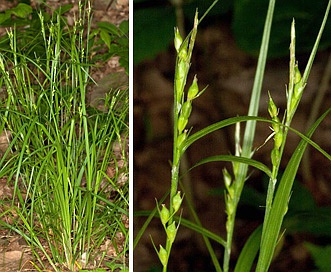 Carex hitchcockiana