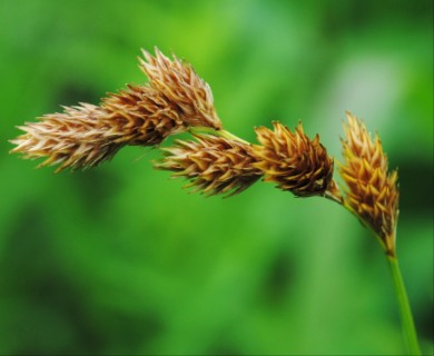 Carex hormathodes