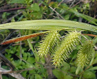 Carex hystericina