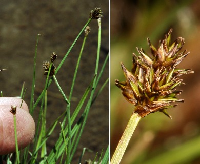 Carex illota