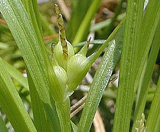 Carex jamesii