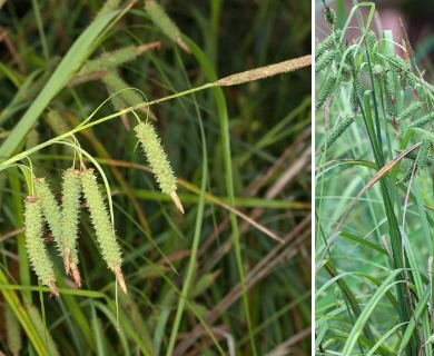 Carex joorii