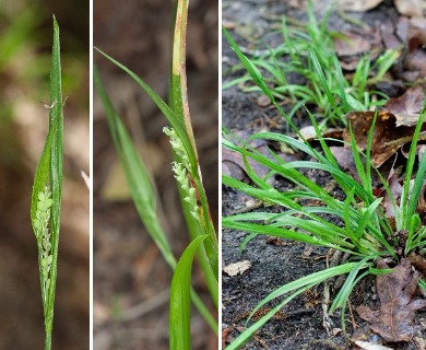 Carex kraliana