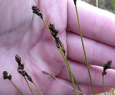 Carex lachenalii