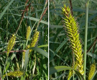 Carex lacustris