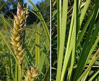 Carex laeviconica