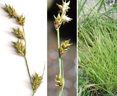 Carex laeviculmis