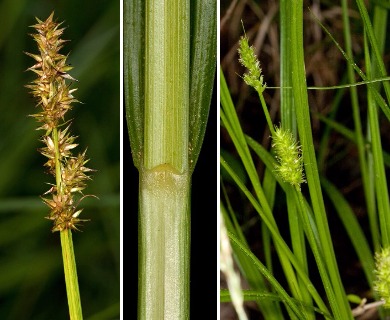 Carex laevivaginata