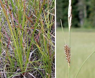 Carex lasiocarpa