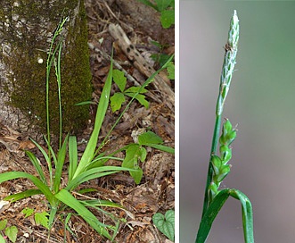 Carex laxiflora