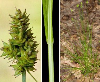 Carex leavenworthii