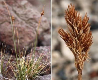 Carex leporinella