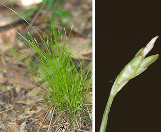 Carex leptalea