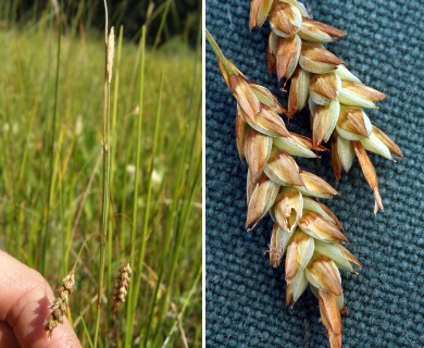 Carex limosa