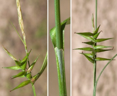 Carex lonchocarpa