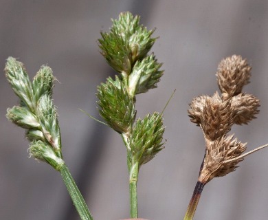 Carex longii