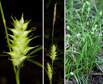 Carex louisianica