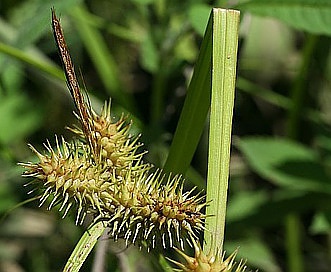 Carex lurida