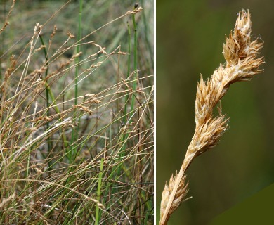 Carex mariposana