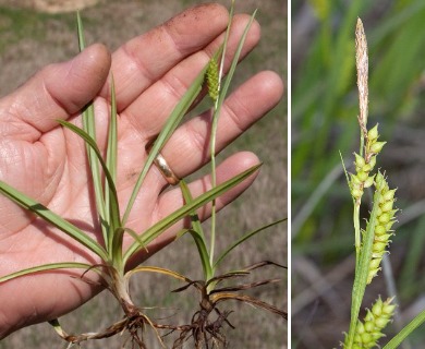 Carex microdonta