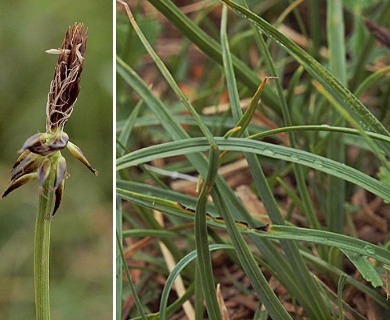 Carex micropoda